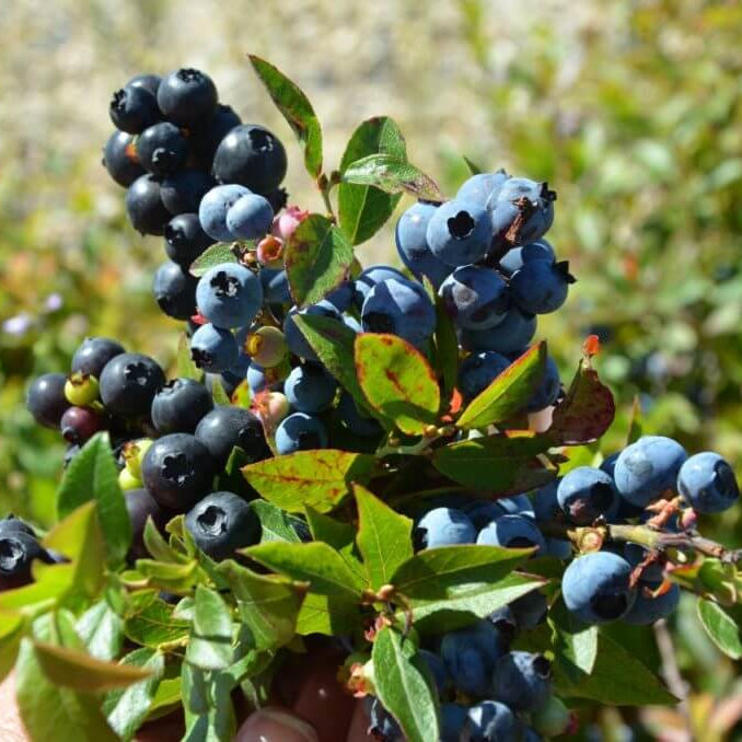 Whortleberry Seeds