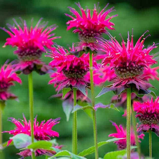  Wild Bergamot Seeds – Pink