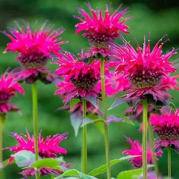  Wild Bergamot Seeds – Pink