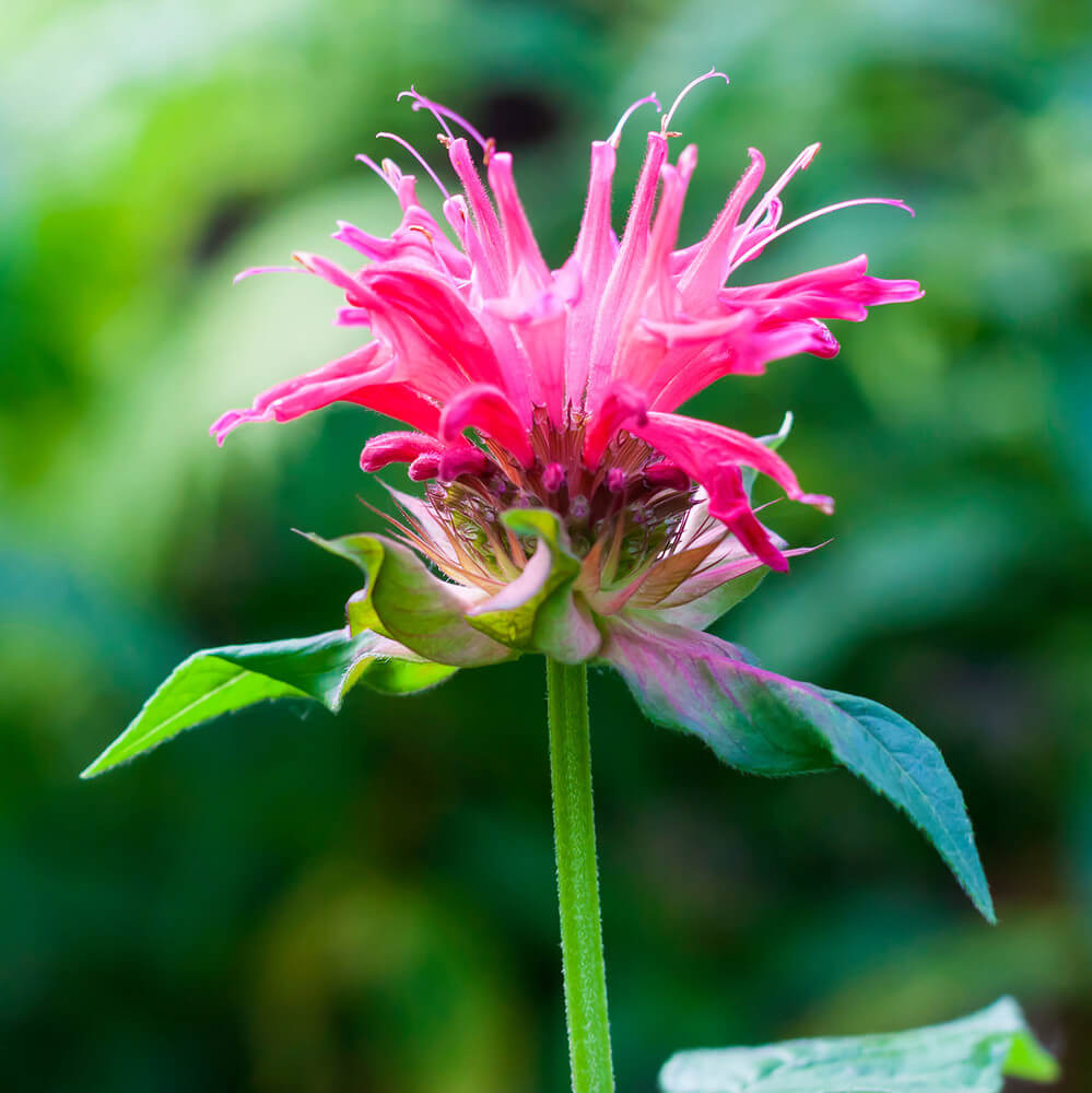  Wild Bergamot Seeds – Pink