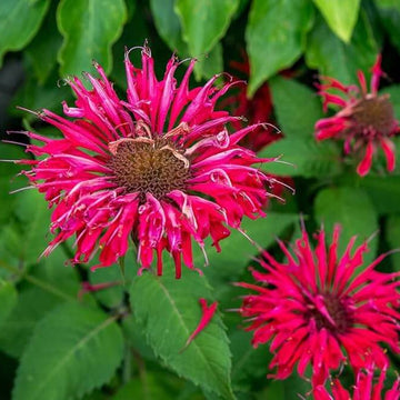 Wild Bergamot Seeds - Herbal Plant