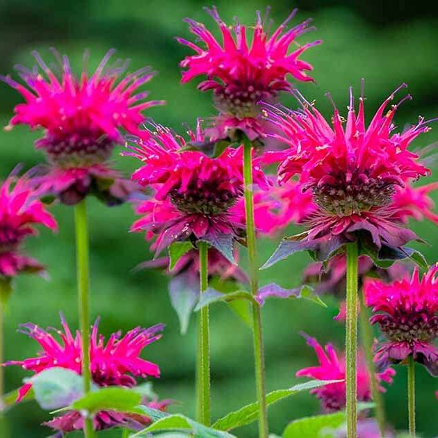Wild Bergamot Seeds - Herbal Plant