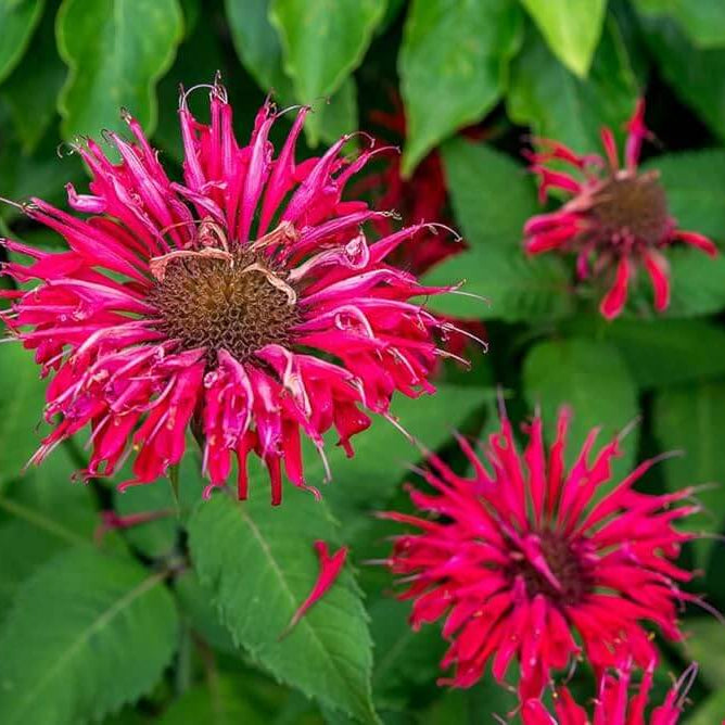  Wild Bergamot Seeds – Pink