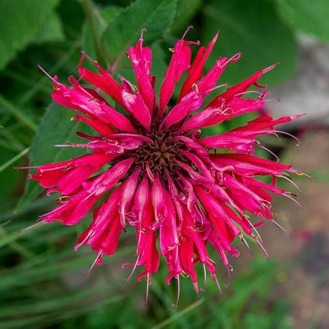  Wild Bergamot Seeds – Pink