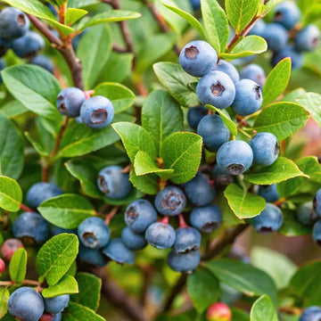 Wild Bilberry Seeds