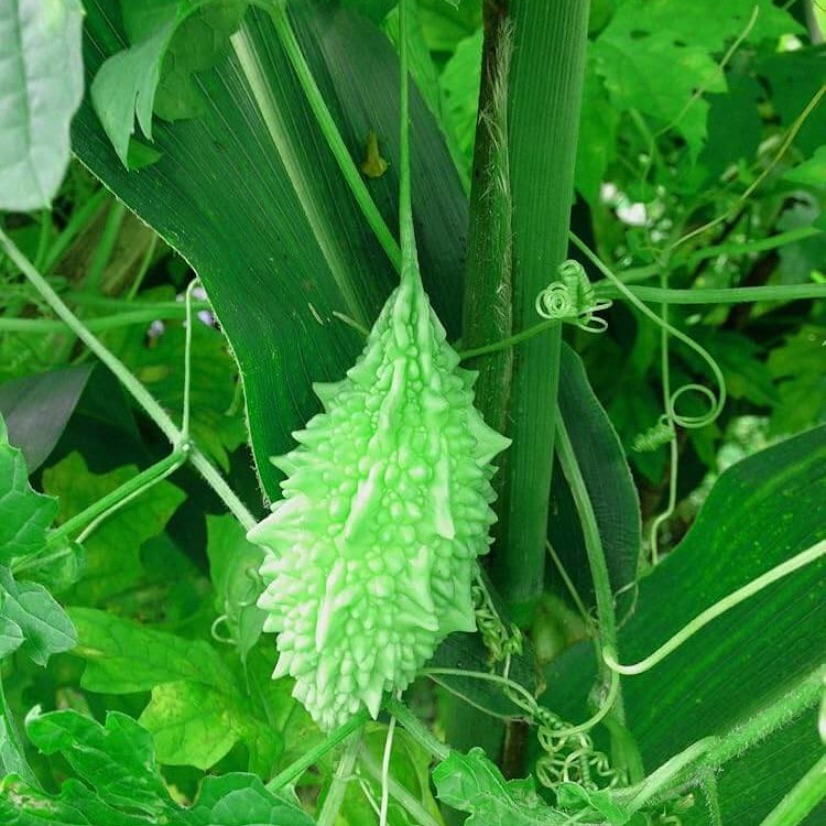 Wild Bitter Gourd Seeds