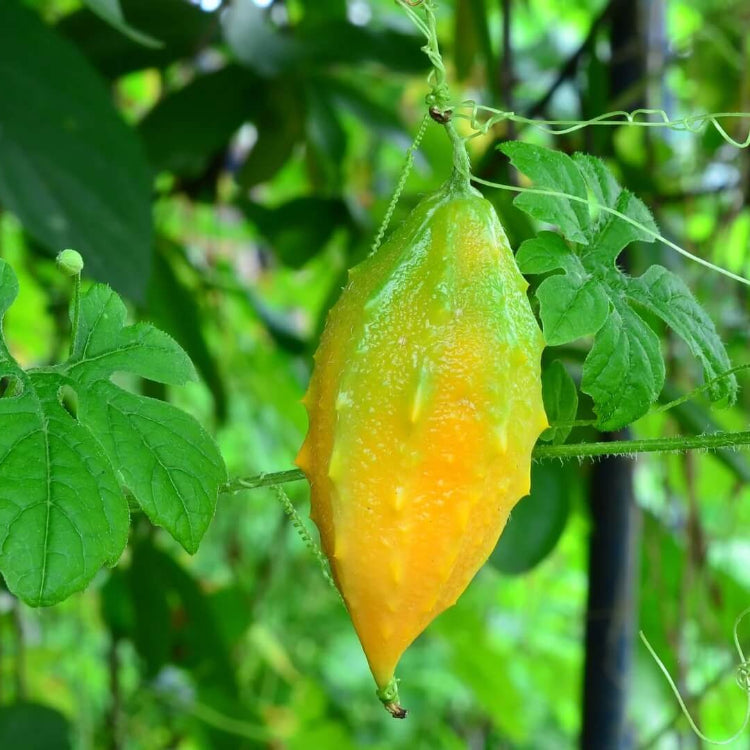 Wild Bitter Gourd Seeds
