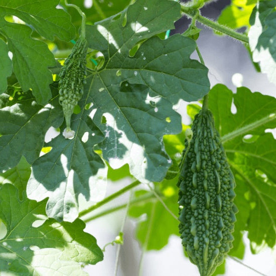 Wild Bitter Gourd Seeds