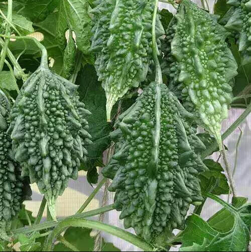 Wild Bitter Gourd Seeds