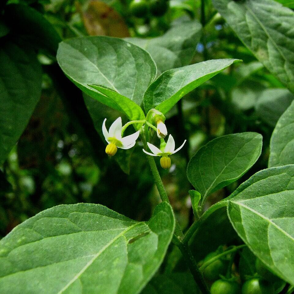 Wild Black Nightshade Seeds - Herbal Plant