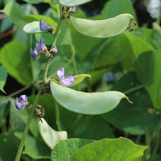 Wild Desert Bean Seeds - Vegetable Plant