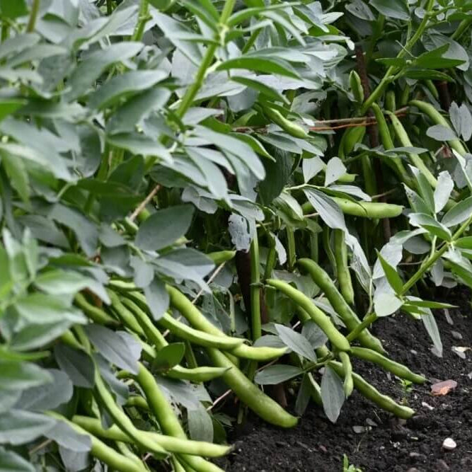 Wild Desert Bean Seeds - Vegetable Plant