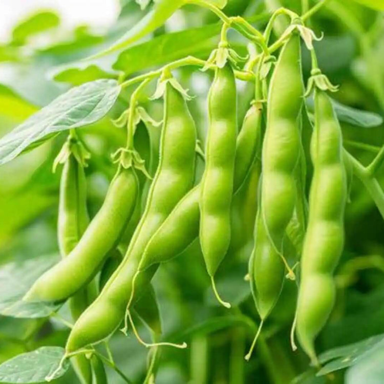 Wild Desert Bean Seeds - Vegetable Plant