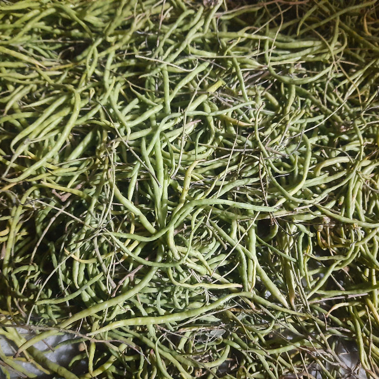 Wild Desert Bean Varieties seeds