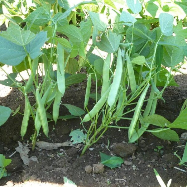 Wild Drought Beans seeds