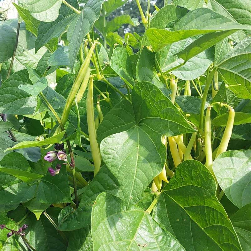 Wild Drought Beans seeds
