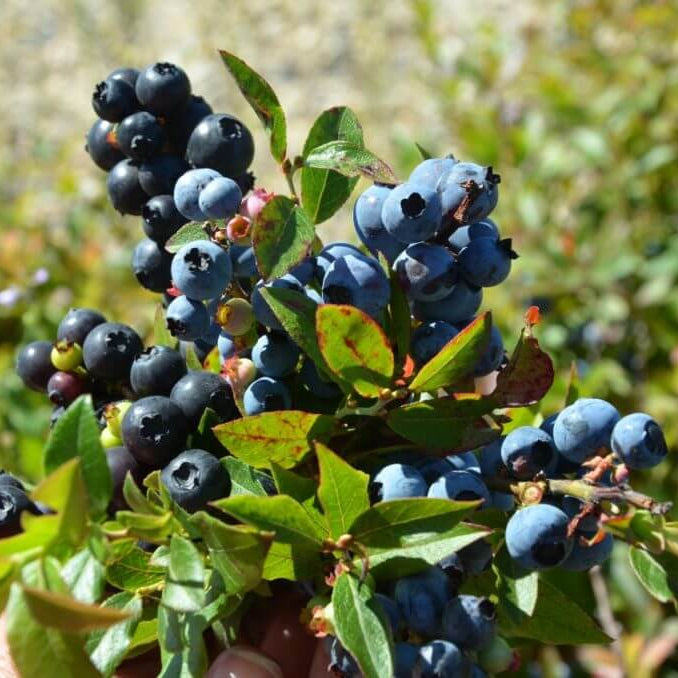 Wild Forest Berry Seeds