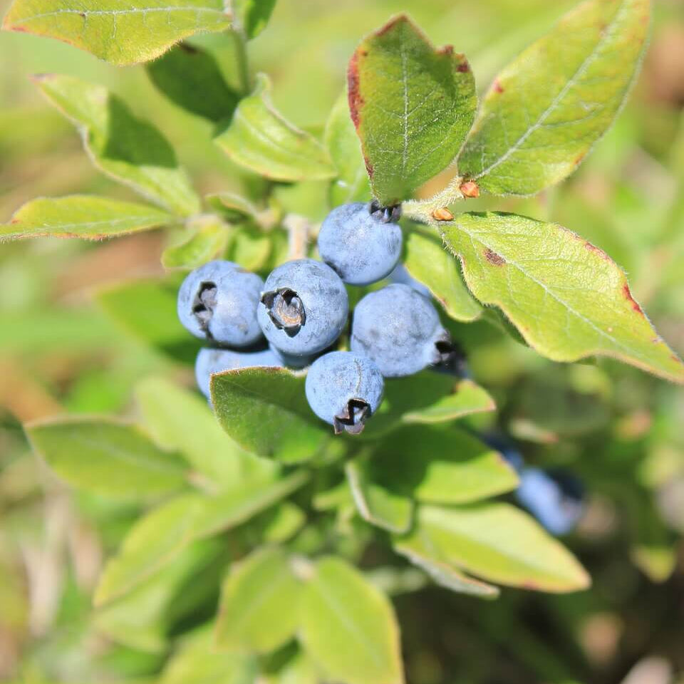 Wild Forest Berry Seeds