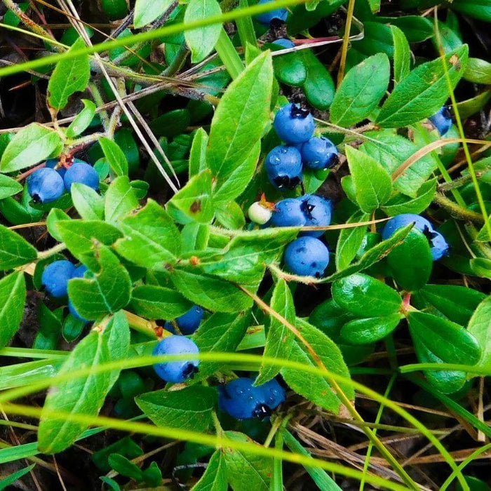 Wild Forest Berry Seeds