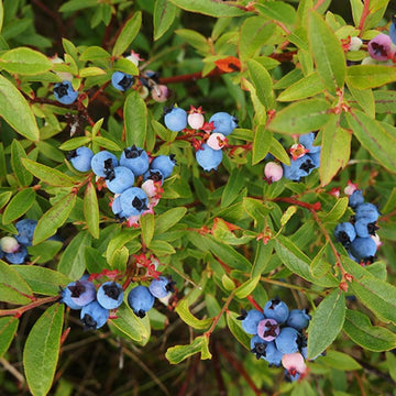 Wild Forest Berry Seeds