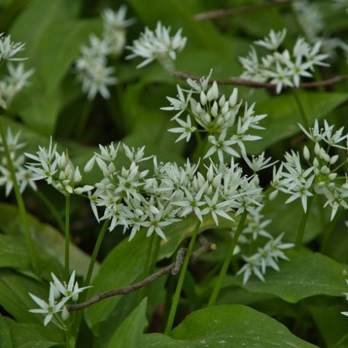 Wild Garlic Plant Seeds - Herbal Plant