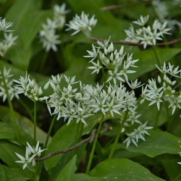 Wild Garlic Plant Seeds - Herbal Plant