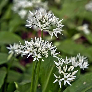 Wild Garlic Plant Seeds - Herbal Plant