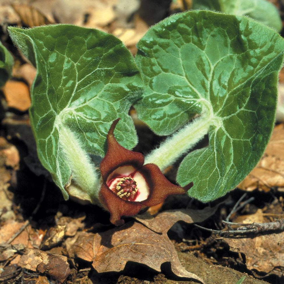 Wild Ginger Seeds – Asarum Canadense
