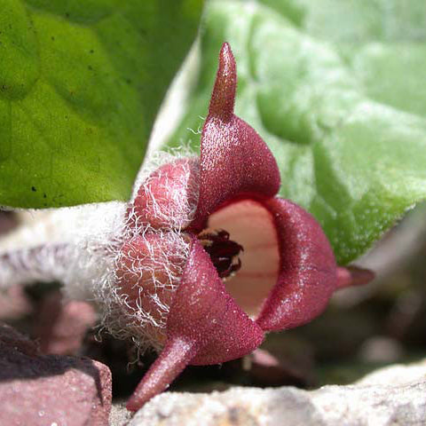 Wild Ginger Seeds – Asarum Canadense
