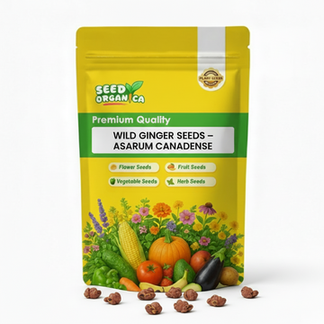 Wild Ginger Seeds – Asarum Canadense