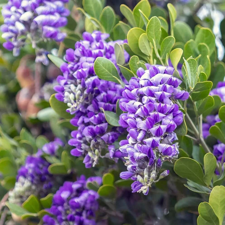 Wild Harvest Mountain Laurel Seeds