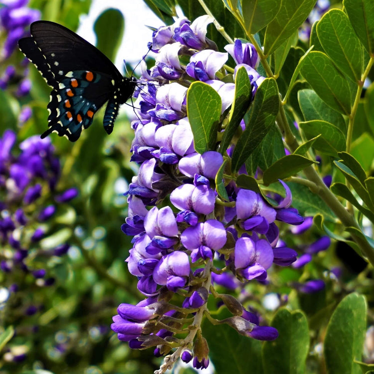 Wild Harvest Mountain Laurel Seeds