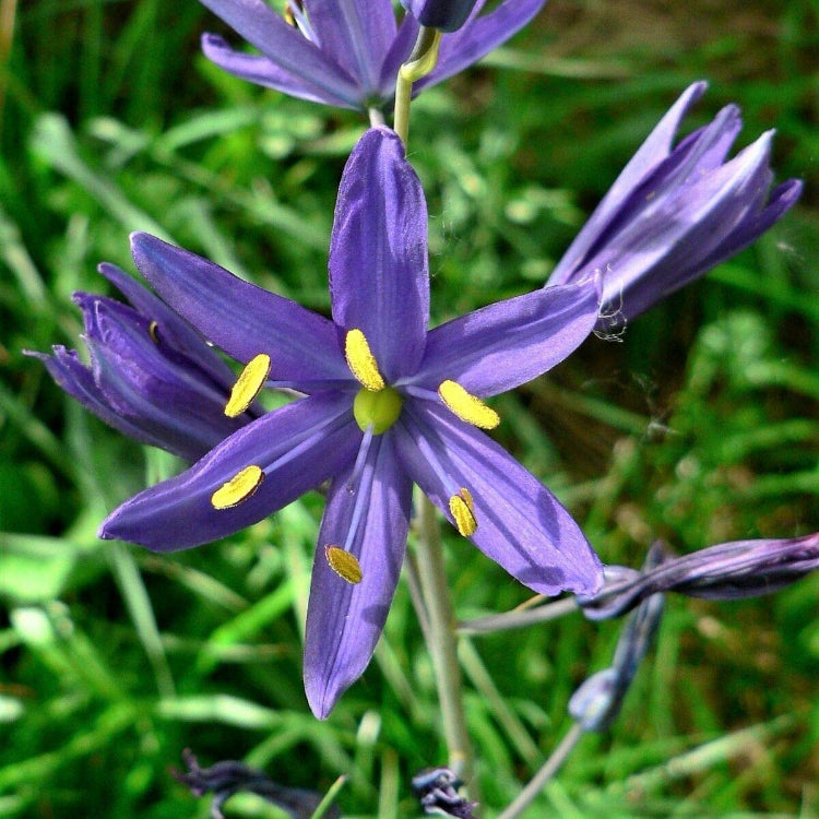 Wild Hyacinth Camassia Quamash Seeds