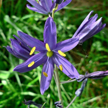 Wild Hyacinth Camassia Quamash Seeds
