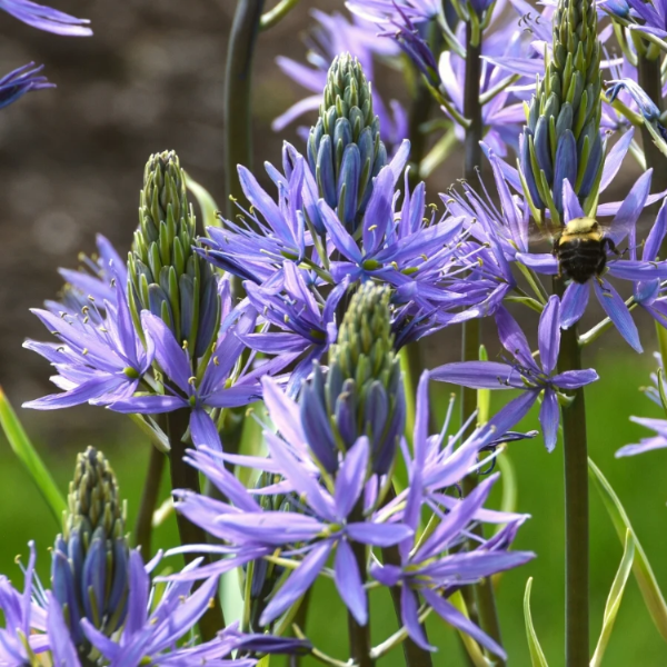 Wild Hyacinth Camassia Quamash Seeds