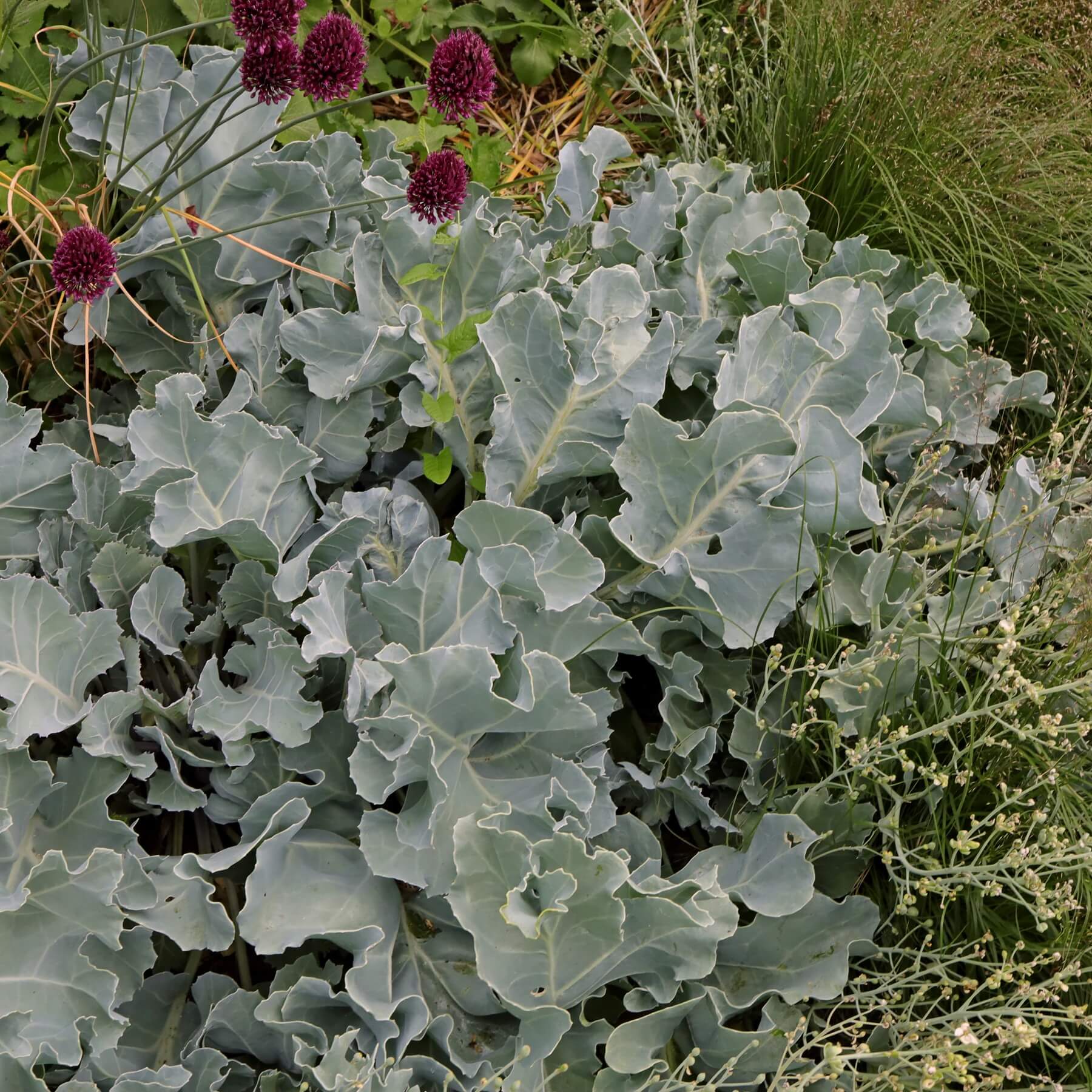 Wild Kale Seeds