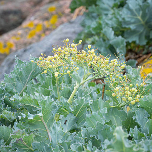 Wild Kale Seeds