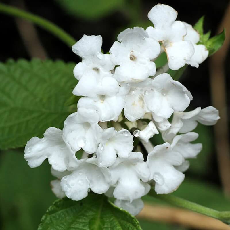 Wild Lantana Seeds - Flower Plant