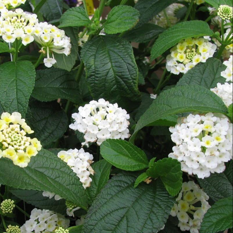 Wild Lantana Seeds - Flower Plant