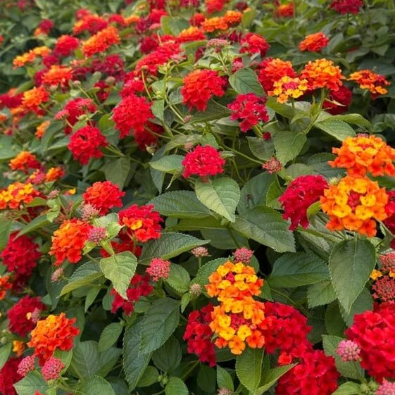 Wild Lantana Seeds - Flower Plant