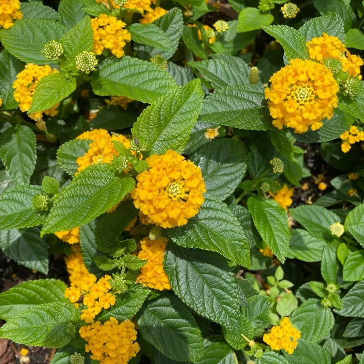 Wild Lantana Seeds - Flower Plant