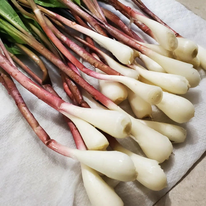 Wild Leek Seeds – Allium tricoccum