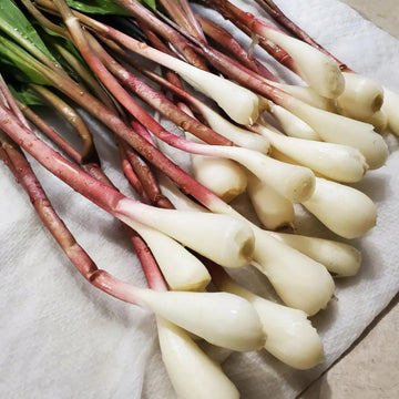 Wild Leek Seeds – Allium tricoccum