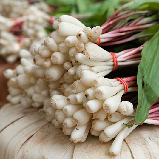 Wild Leek Seeds – Allium tricoccum