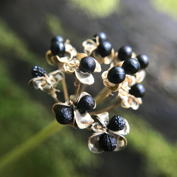 Wild Leek Seeds 