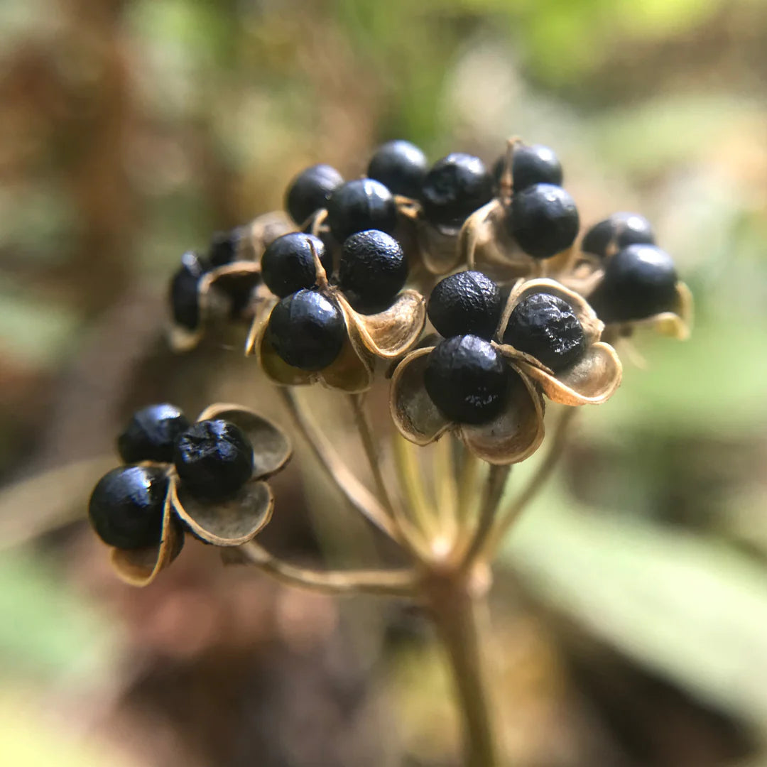 Wild Leek Seeds 