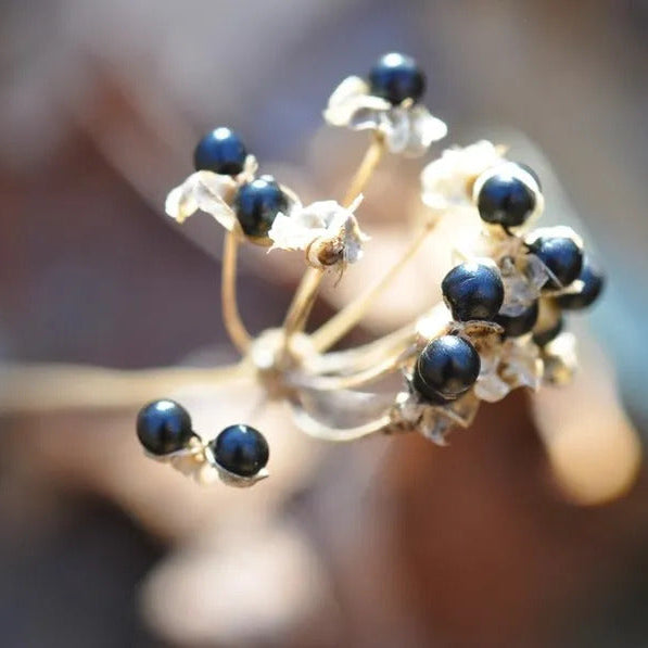 Wild Leek Seeds 