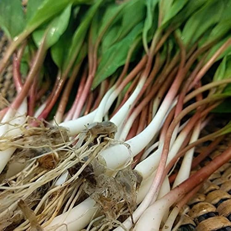 Wild Leek Seeds – Allium tricoccum