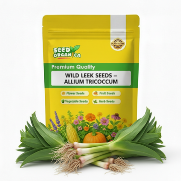 Wild Leek Seeds – Allium tricoccum