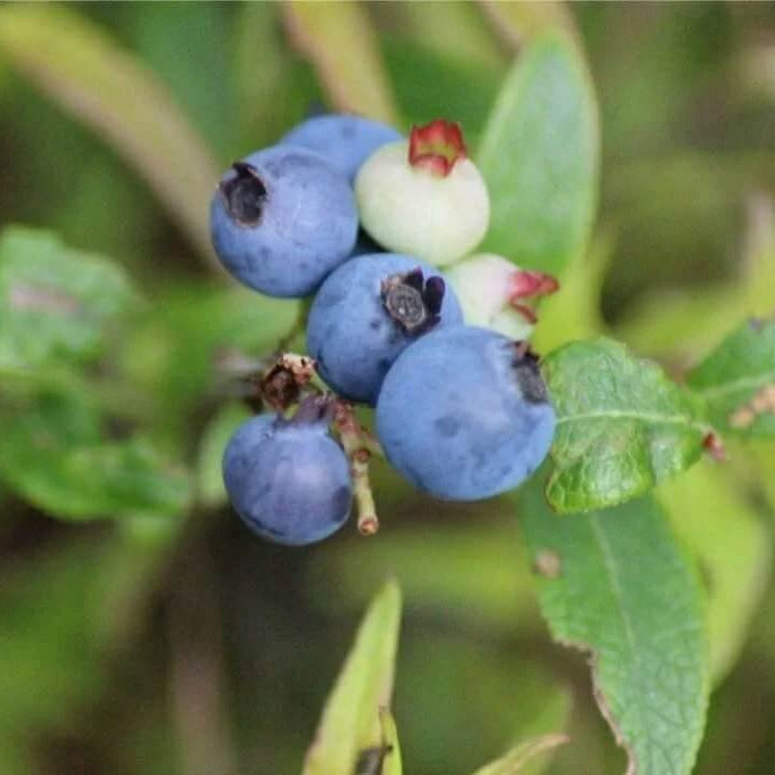 Wild Lowbush Blueberry Seeds